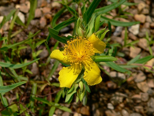 {Hypericum dolabriforme}